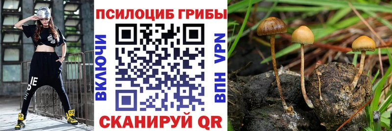 где продают   Свирск  Псилоцибиновые грибы мухоморы 